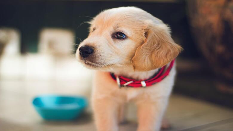 Prikaz šteneta labradora sa crvenom ogrlicom