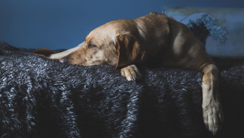 Labrador koji leži na krevetu