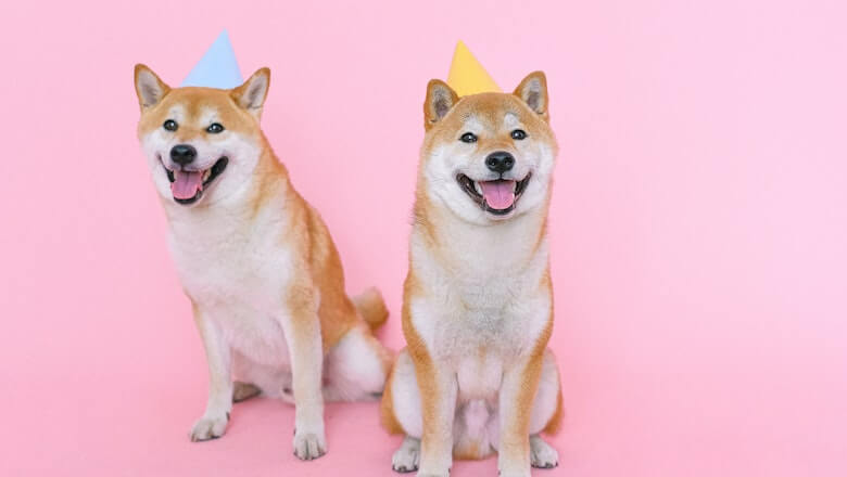 Dva psa rase shiba inu sede sa kapicama za rođendan