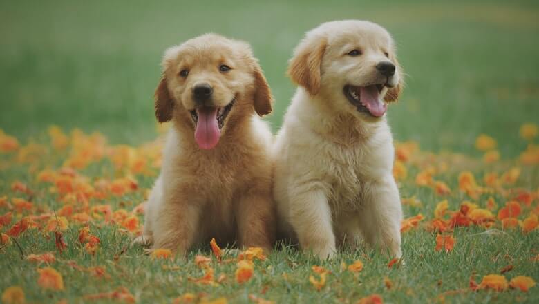 dva štenca psa rase zlatni retriver na travi