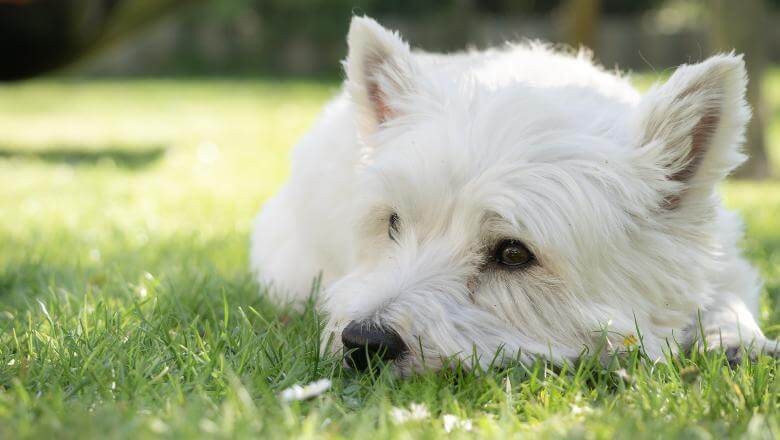 Pas rase vesti leži na travi 