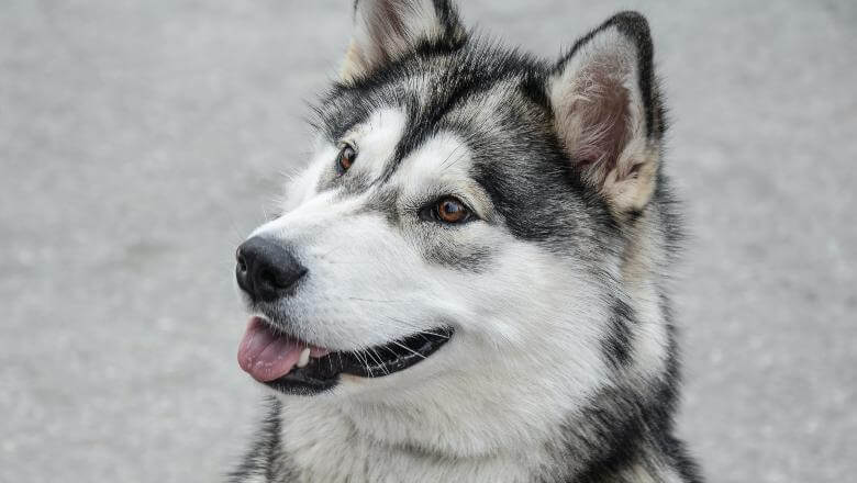 Prikaz odraslog psa rase Aljaski malamut