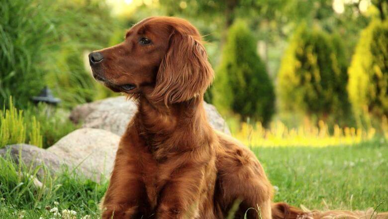 Odrasli pas rase Irski seter na travi