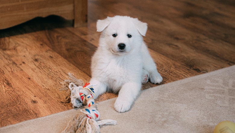 Štene belog psa ispred kog je pletena igračka