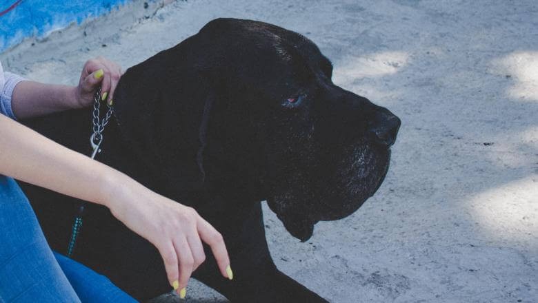 Odrasli pas rase Napuljski mastif u ležećem položaju