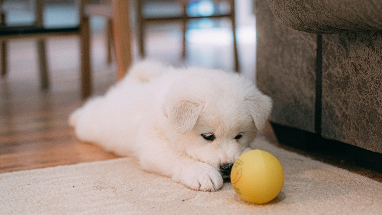 Belo štene ispred kog je žuta loptica