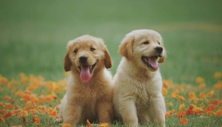 Dva šteneta psa rase Zlatni retriver
