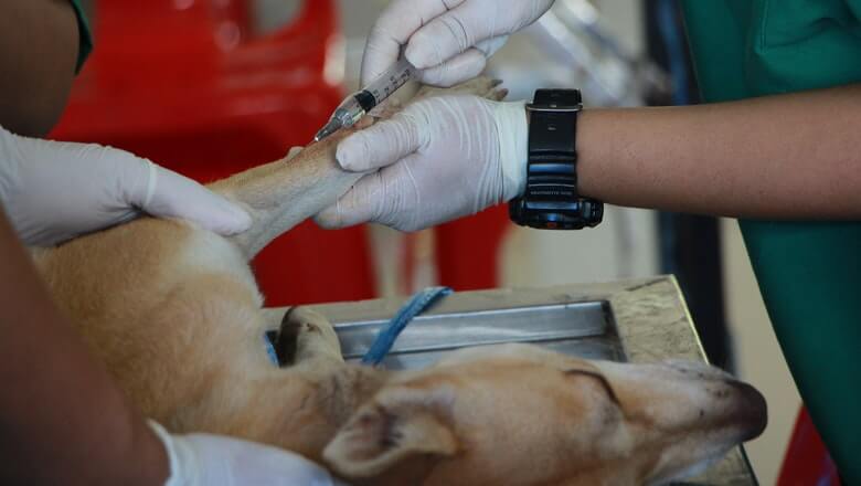 Pas koji prima injekciju od veterinara