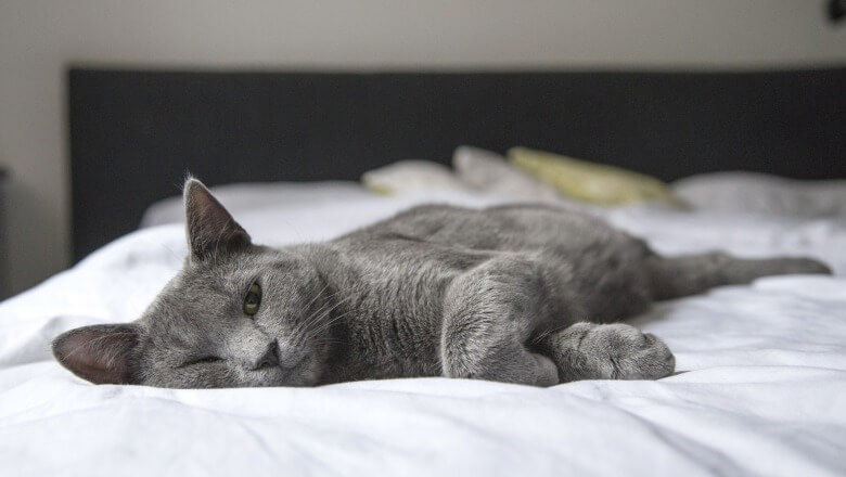 Siva mačka koja leži na krevetu
