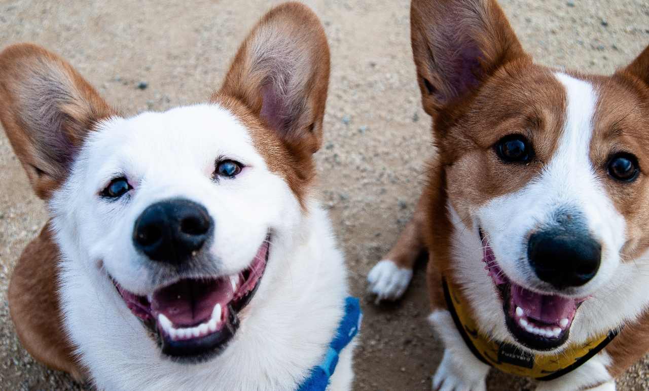 Fotografija dva šarena psa