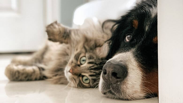 Pas i mačka leže zajedno