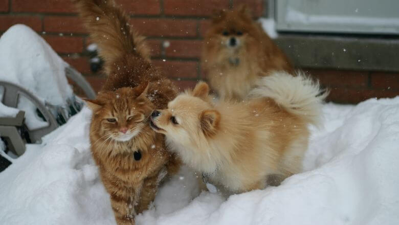 Žuti pas i žuta mačka na snegu